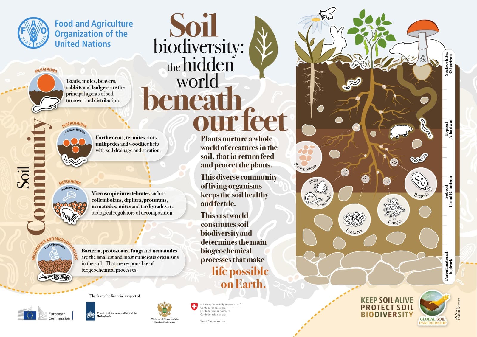 Soil Biodiversity: The Hidden World Beneath Our Feet
