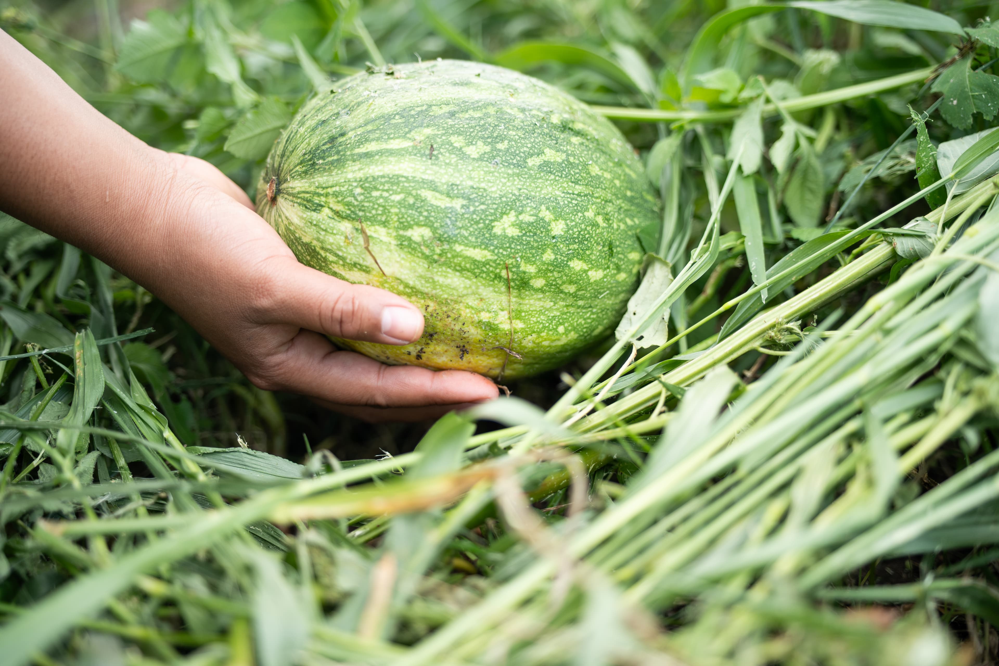 A Giant Boost to Agroecology Movements