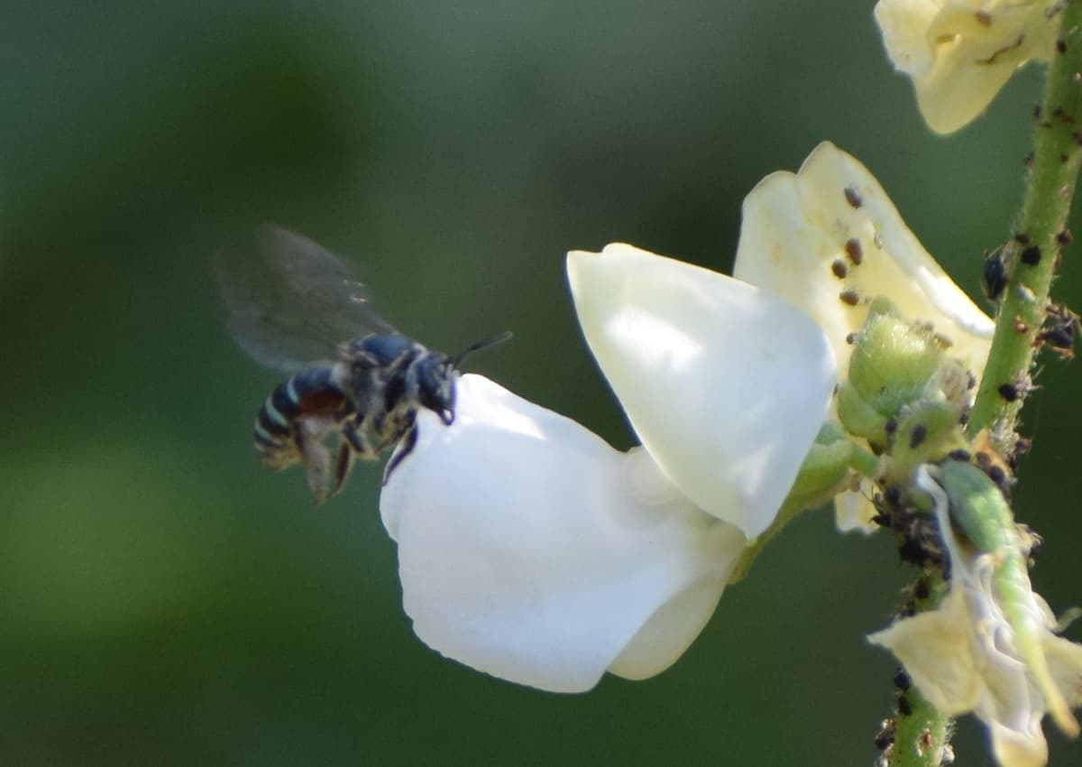 Wings of Sustainability: Tracking Native Bees in Rural Maharashtra