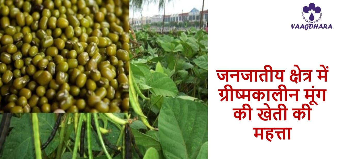 Importance of Summer Moong Cultivation in Tribal Areas